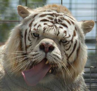 The CAO system: even more retarded than this tiger.